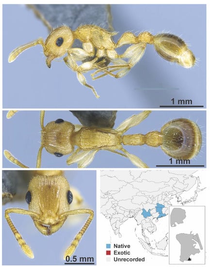 Diversity 13 00358 g0a105