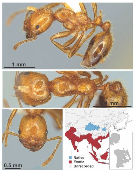 Diversity 13 00358 g0a106