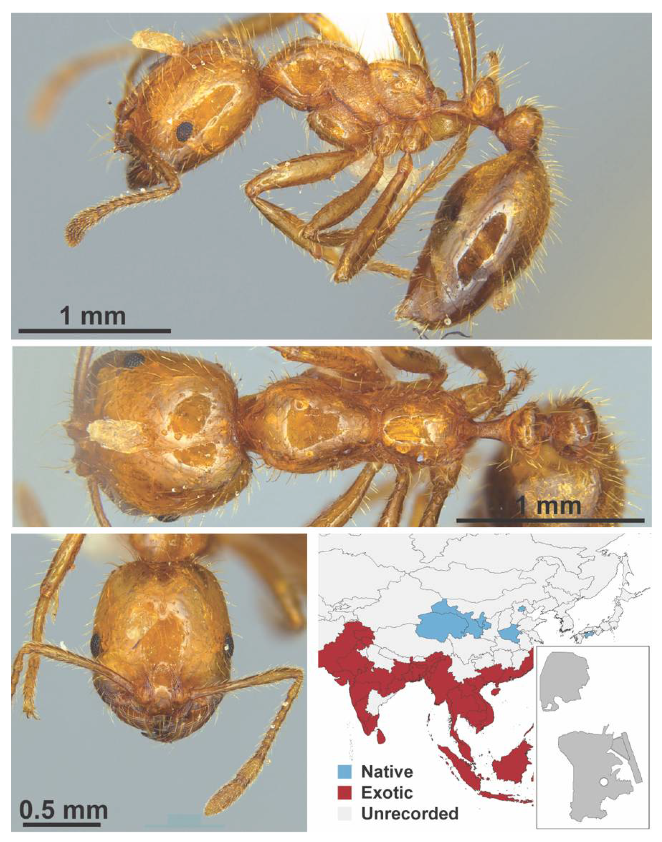 Diversity 13 00358 g0a106