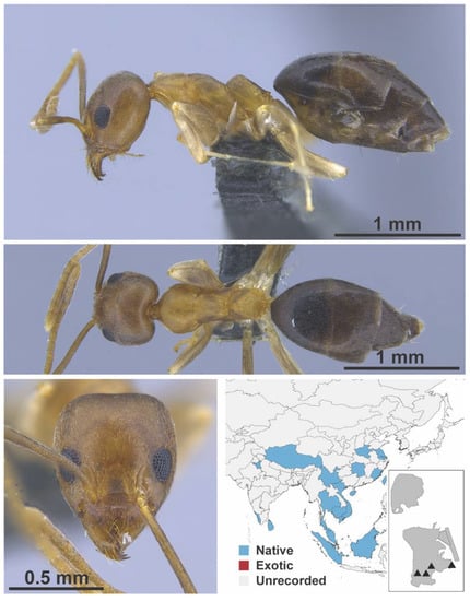 Diversity 13 00358 g0a11