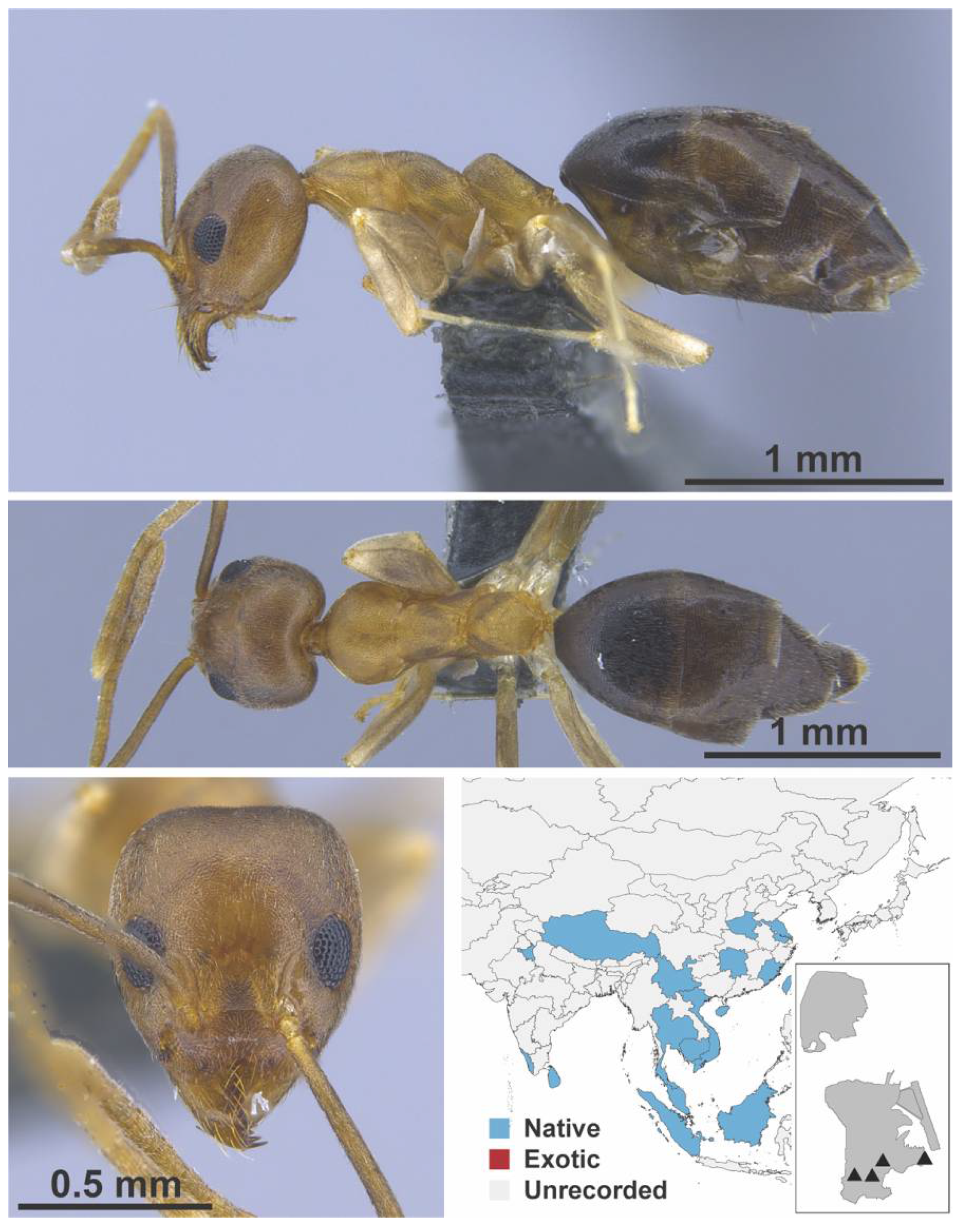 Diversity 13 00358 g0a11