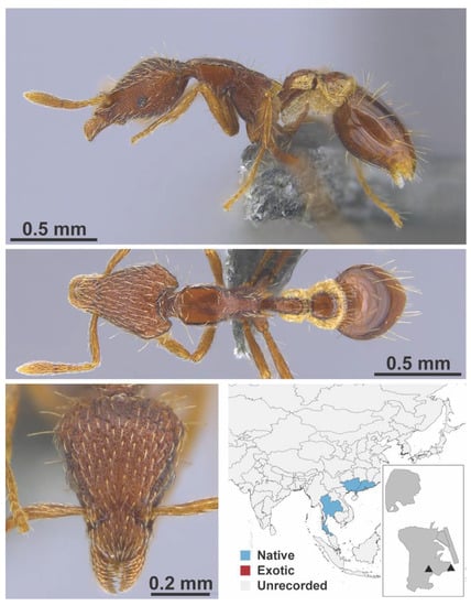 Diversity 13 00358 g0a111