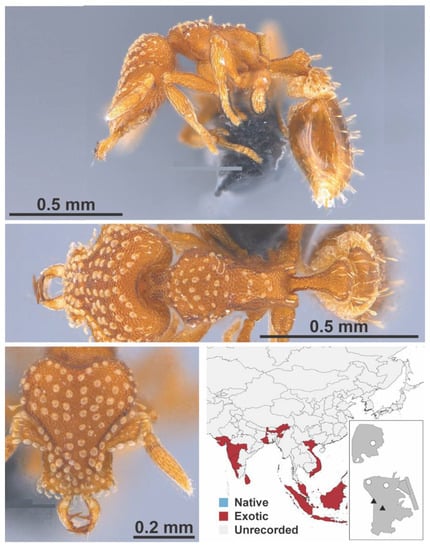 Diversity 13 00358 g0a112