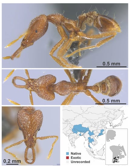 Diversity 13 00358 g0a113