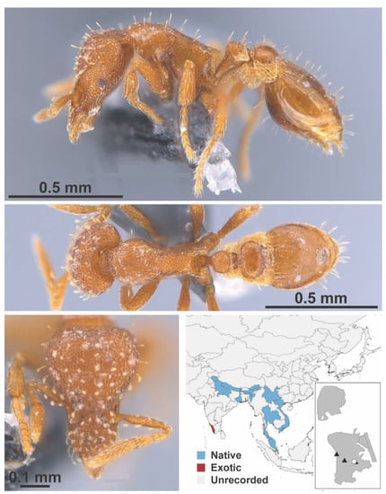 Diversity 13 00358 g0a117