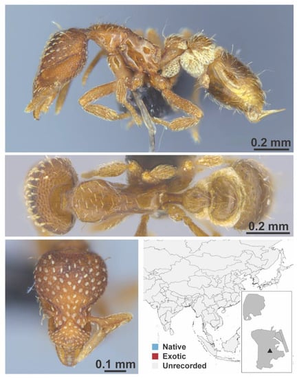 Diversity 13 00358 g0a119