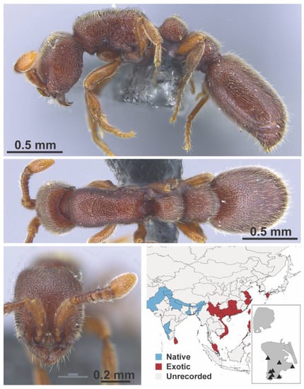 Diversity 13 00358 g0a12