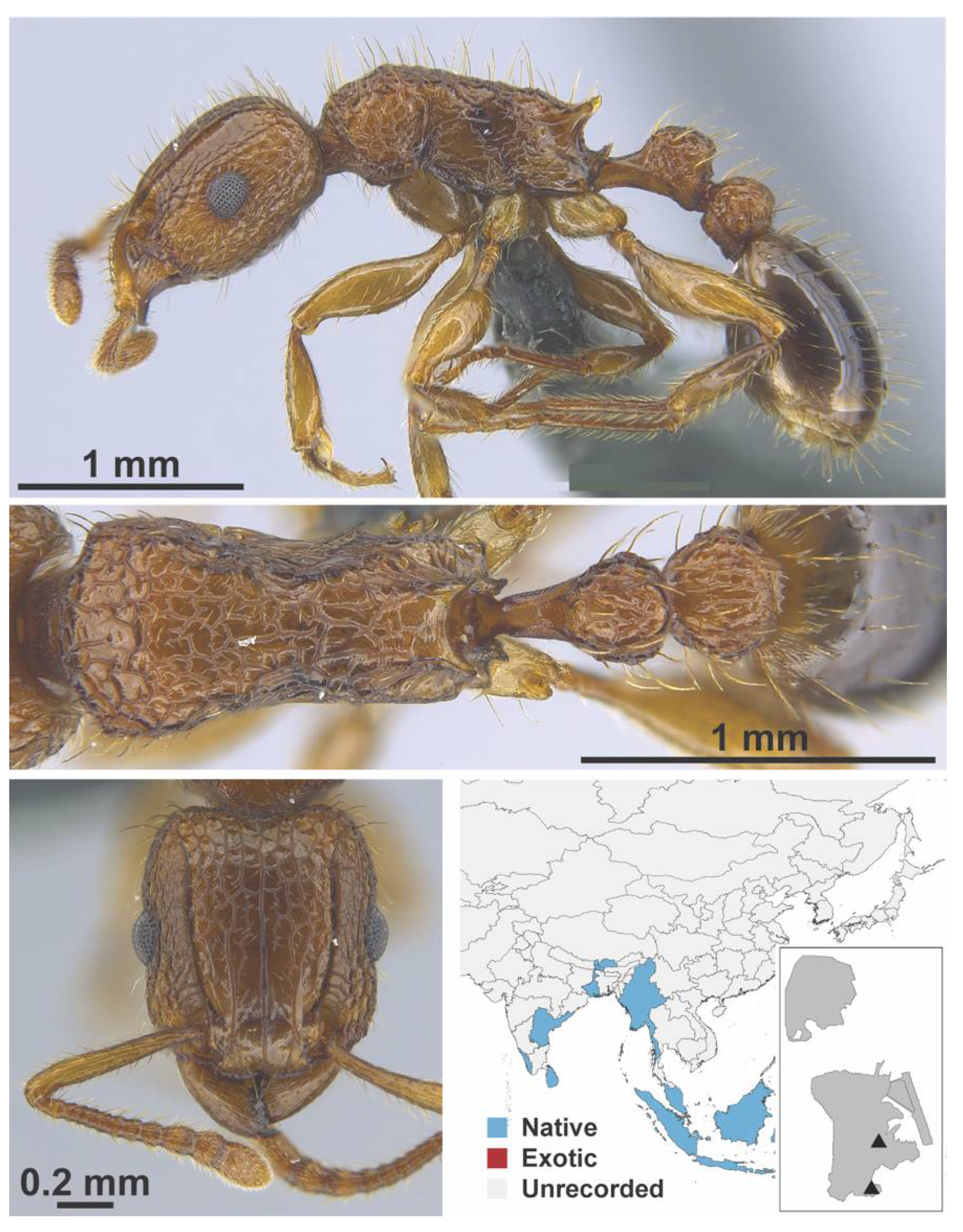 Diversity 13 00358 g0a125