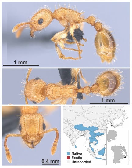 Diversity 13 00358 g0a126