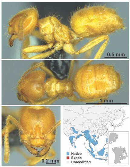 Diversity 13 00358 g0a13