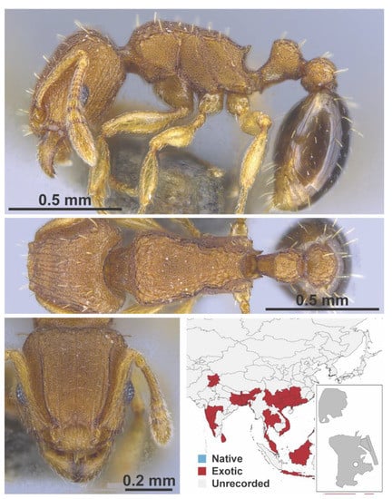 Diversity 13 00358 g0a131