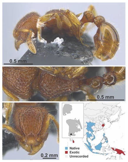 Diversity 13 00358 g0a132