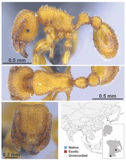 Diversity 13 00358 g0a137