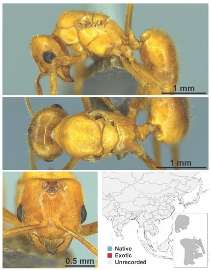 Diversity 13 00358 g0a14