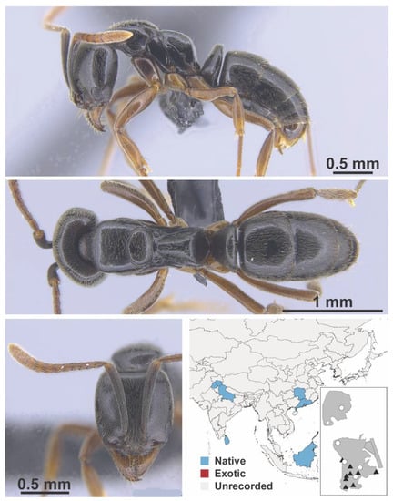 Diversity 13 00358 g0a141