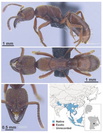 Diversity 13 00358 g0a142