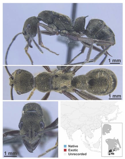 Diversity 13 00358 g0a143