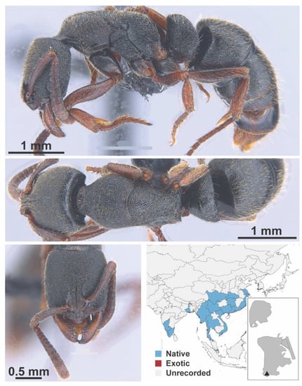 Diversity 13 00358 g0a144