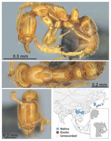 Diversity 13 00358 g0a148