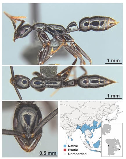 Diversity 13 00358 g0a151