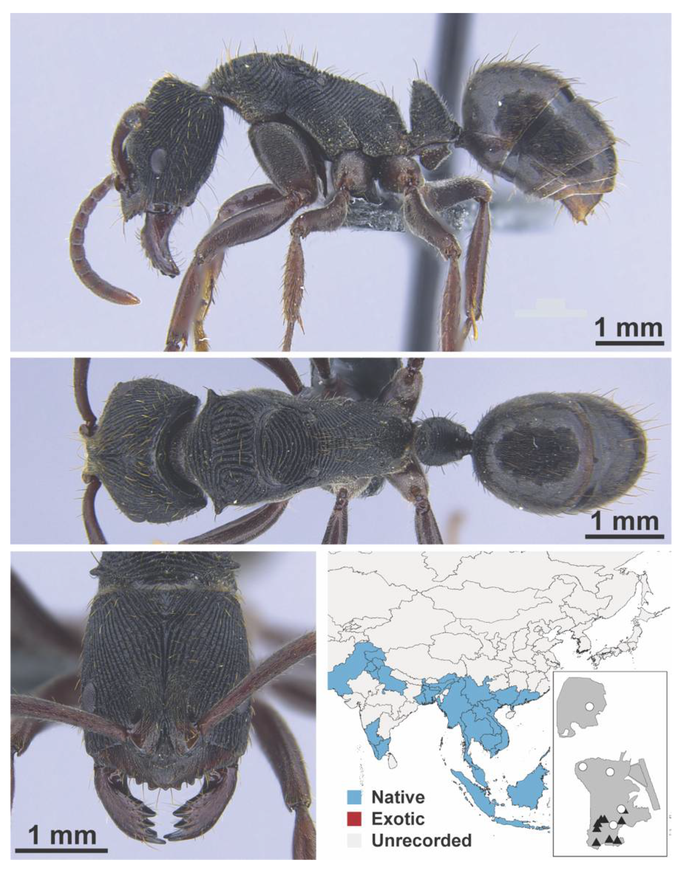 Diversity 13 00358 g0a152