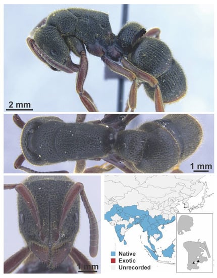 Diversity 13 00358 g0a153