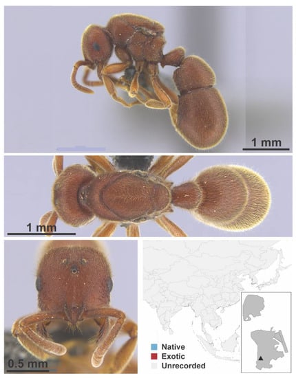 Diversity 13 00358 g0a155