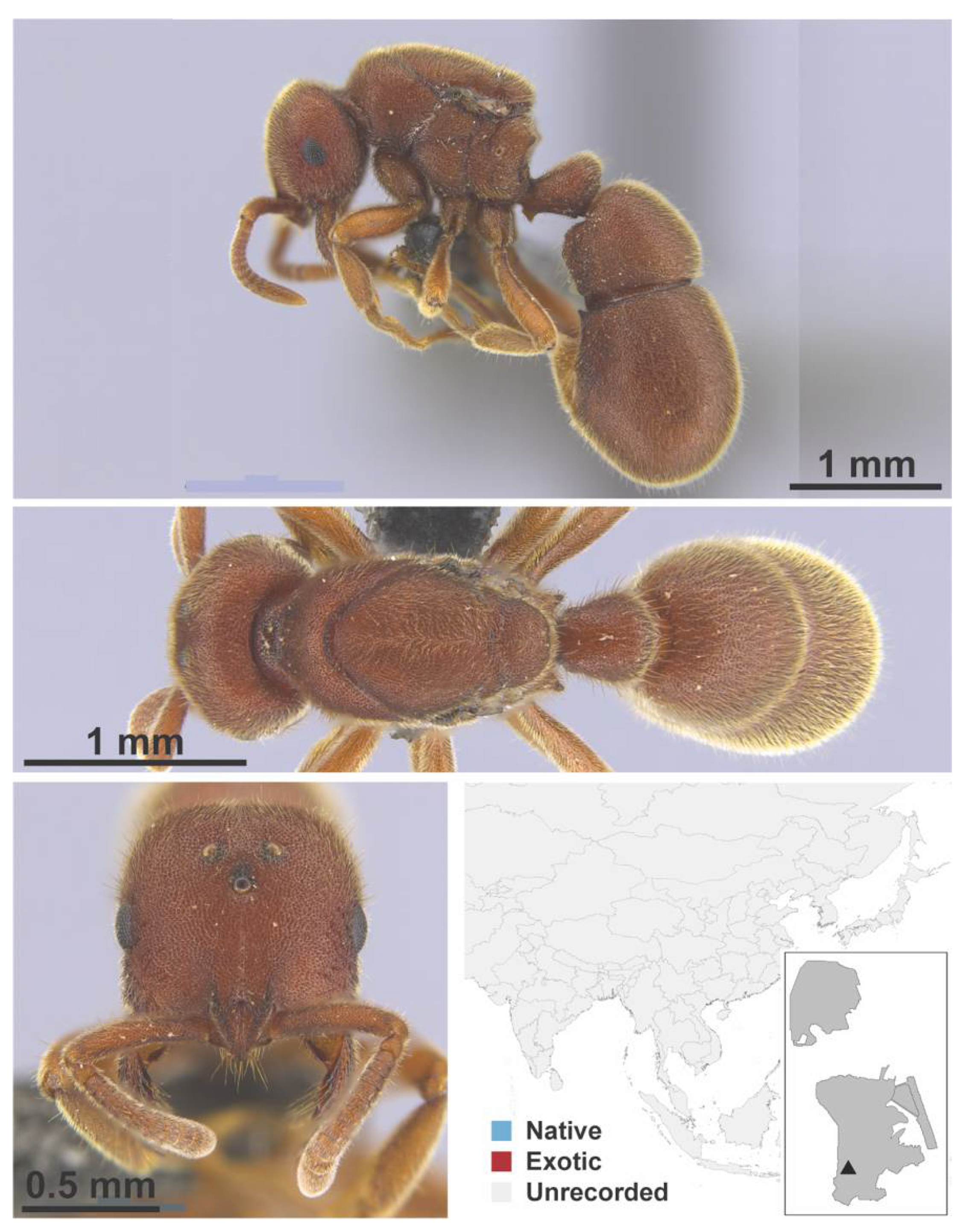 Diversity 13 00358 g0a155