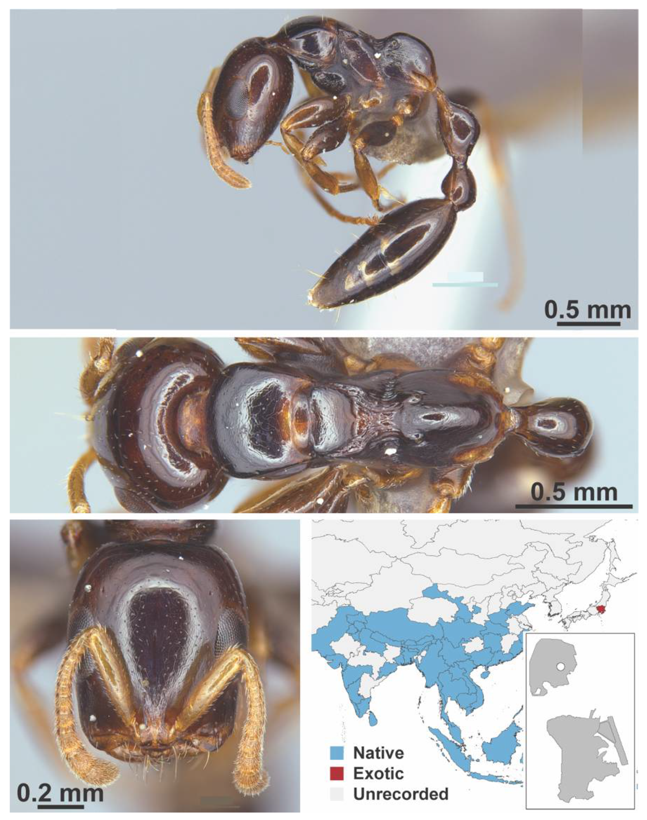 Diversity 13 00358 g0a156