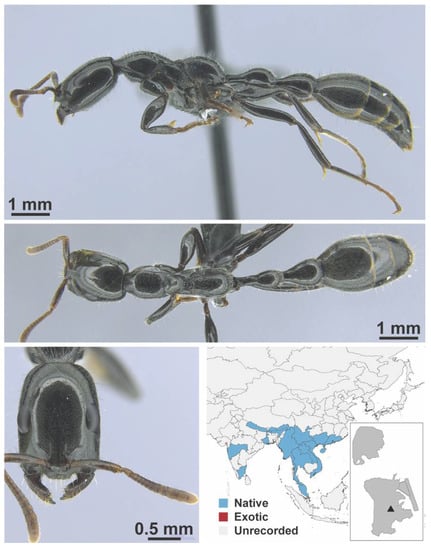 Diversity 13 00358 g0a157