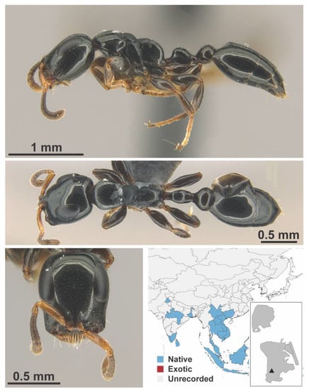 Diversity 13 00358 g0a158