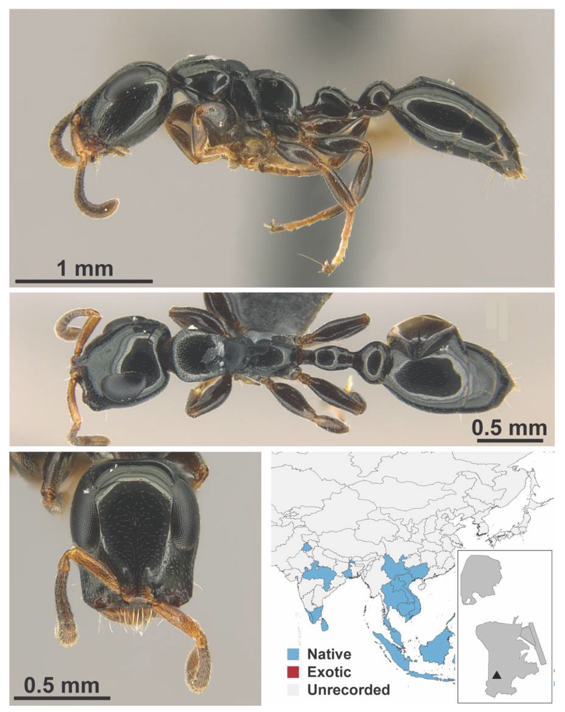 Diversity 13 00358 g0a158