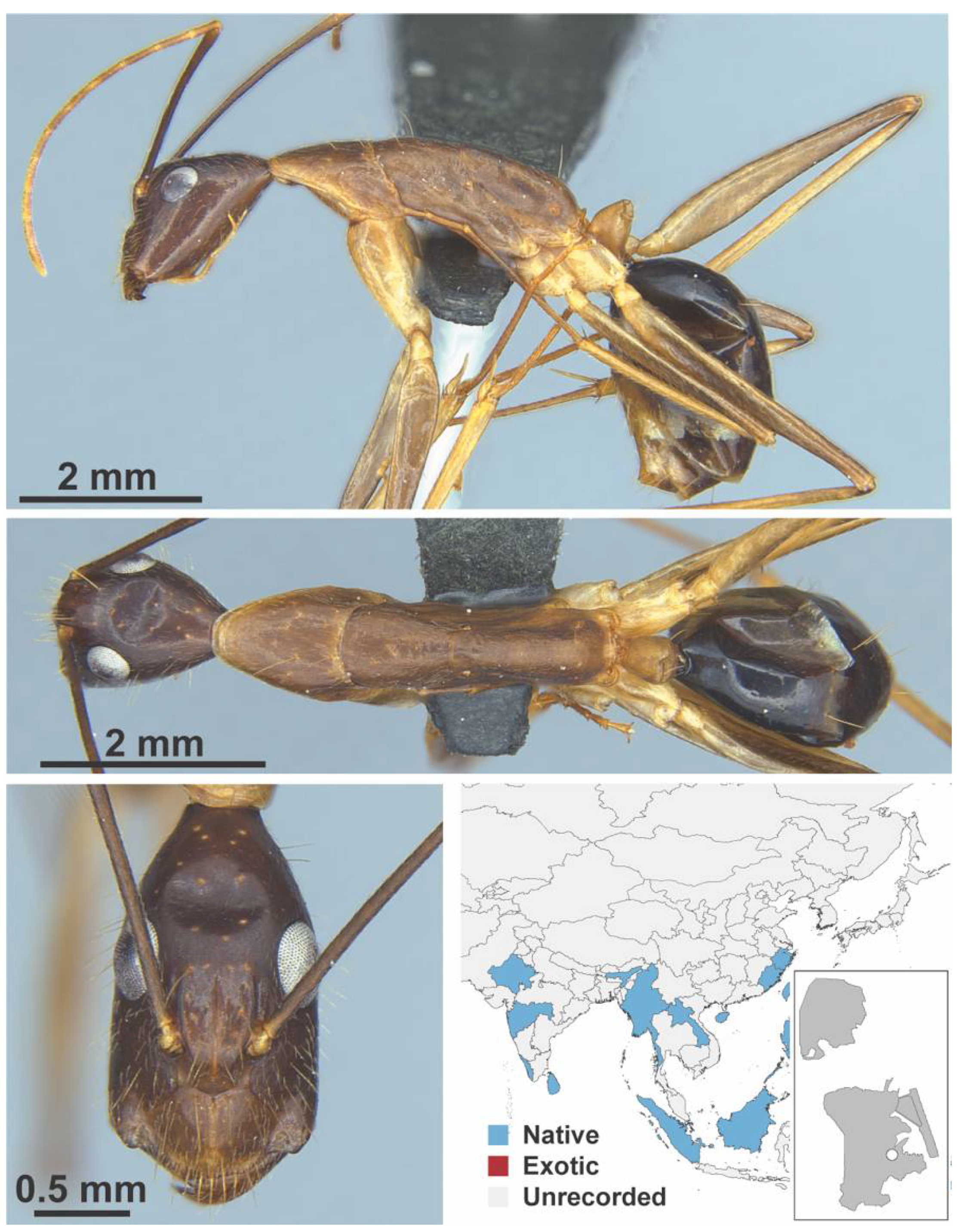 Diversity 13 00358 g0a17