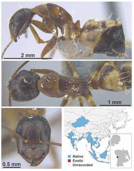 Diversity 13 00358 g0a18