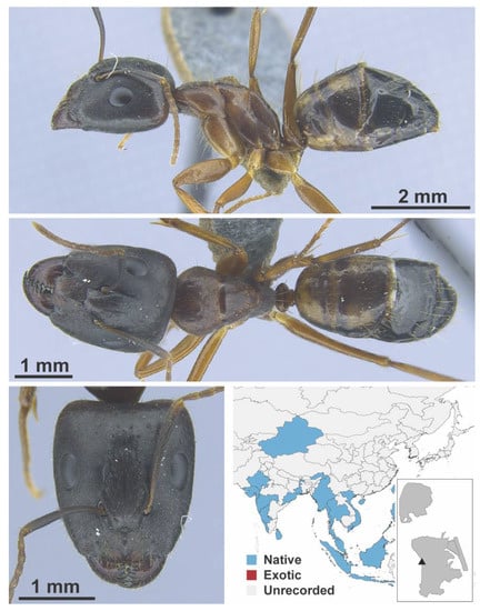 Diversity 13 00358 g0a19