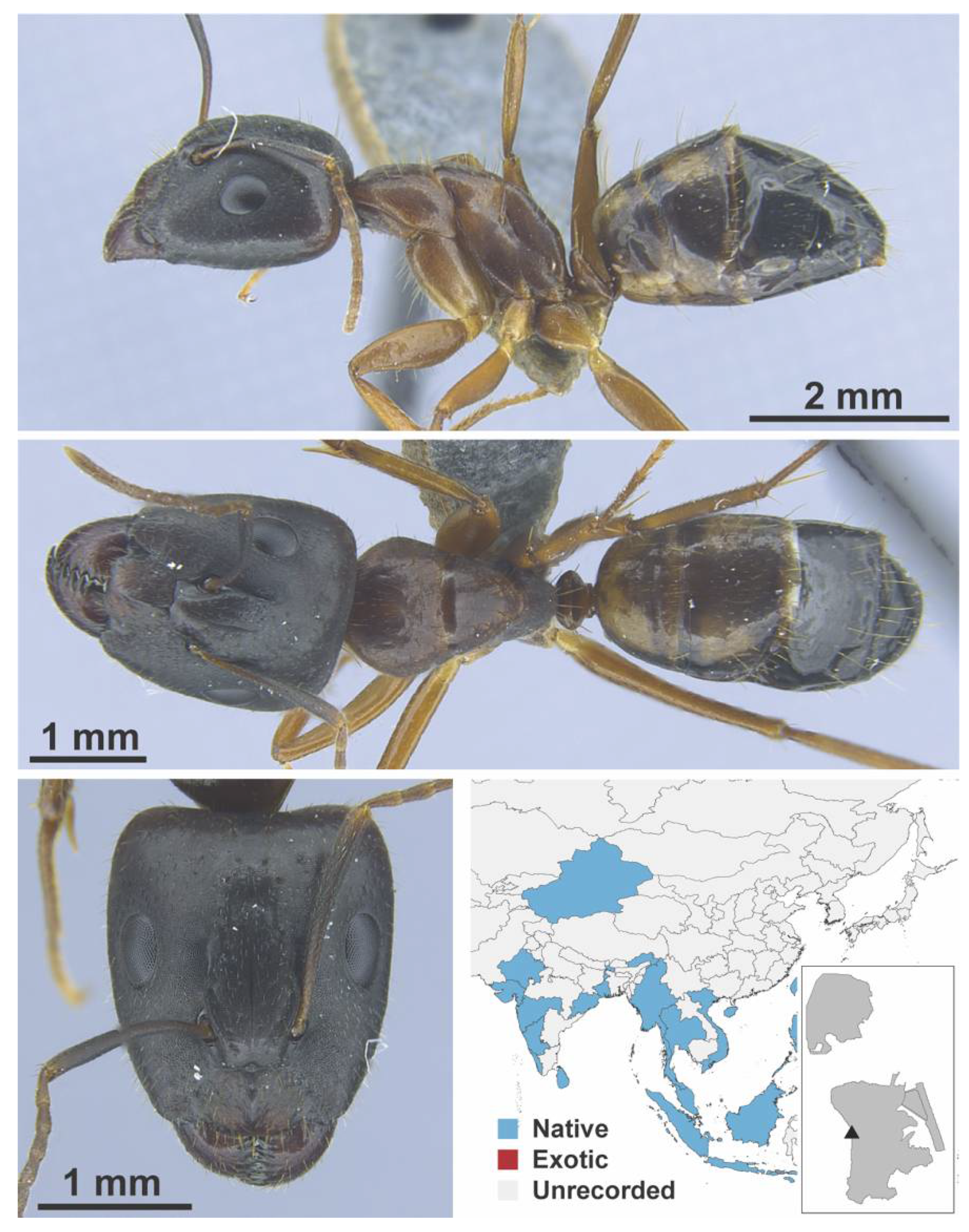Diversity 13 00358 g0a19