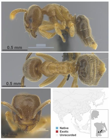 Diversity 13 00358 g0a2
