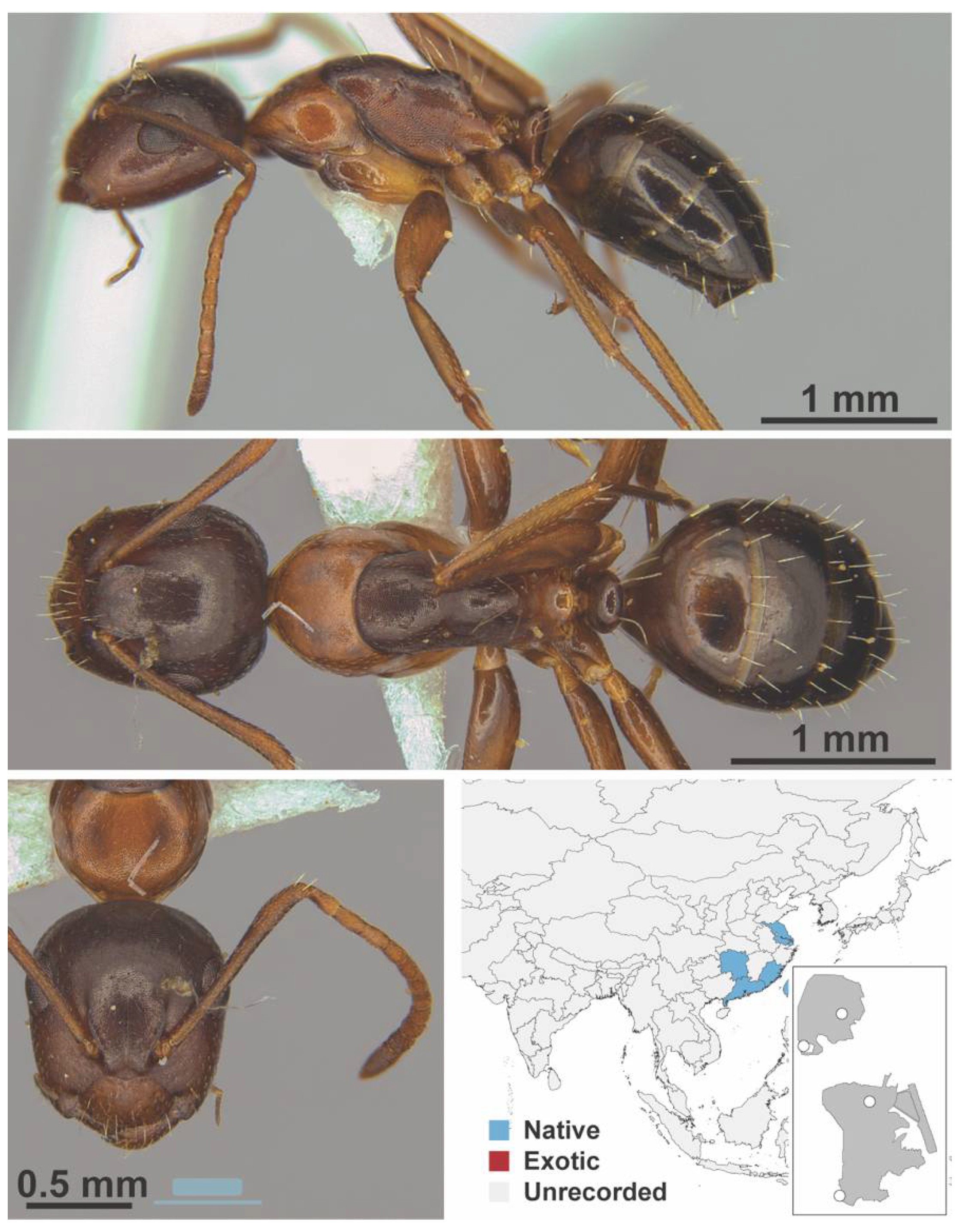 Diversity 13 00358 g0a20