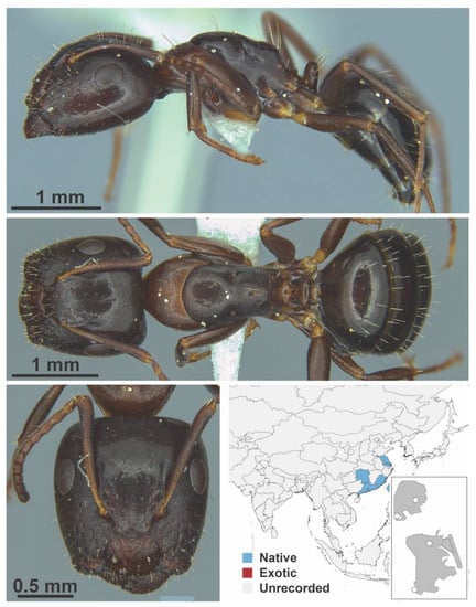 Diversity 13 00358 g0a21