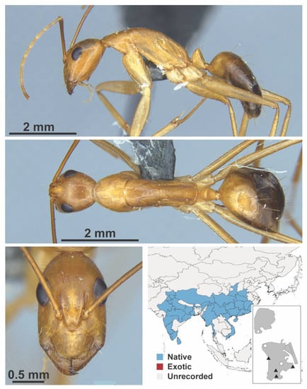 Diversity 13 00358 g0a22