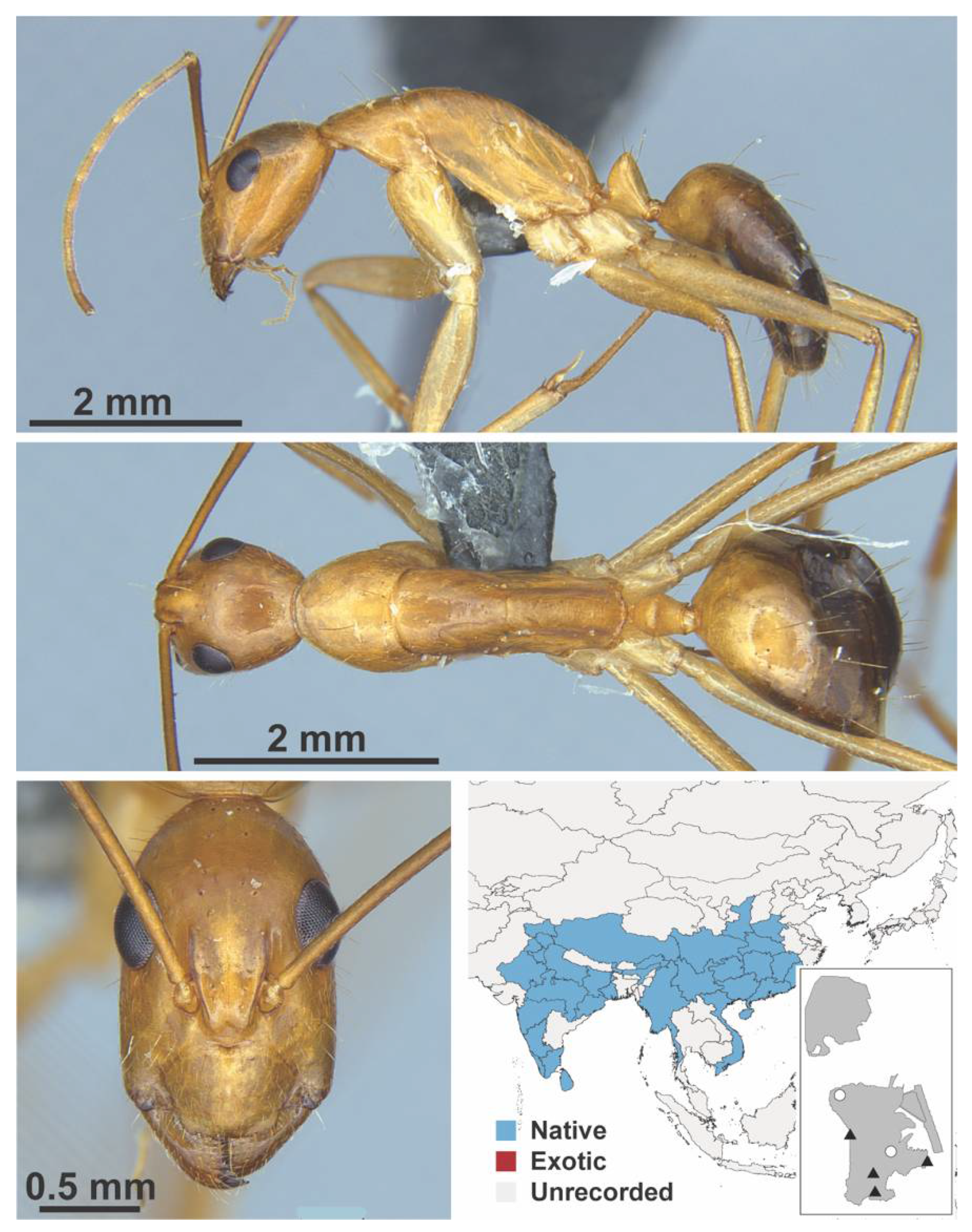 Diversity 13 00358 g0a22