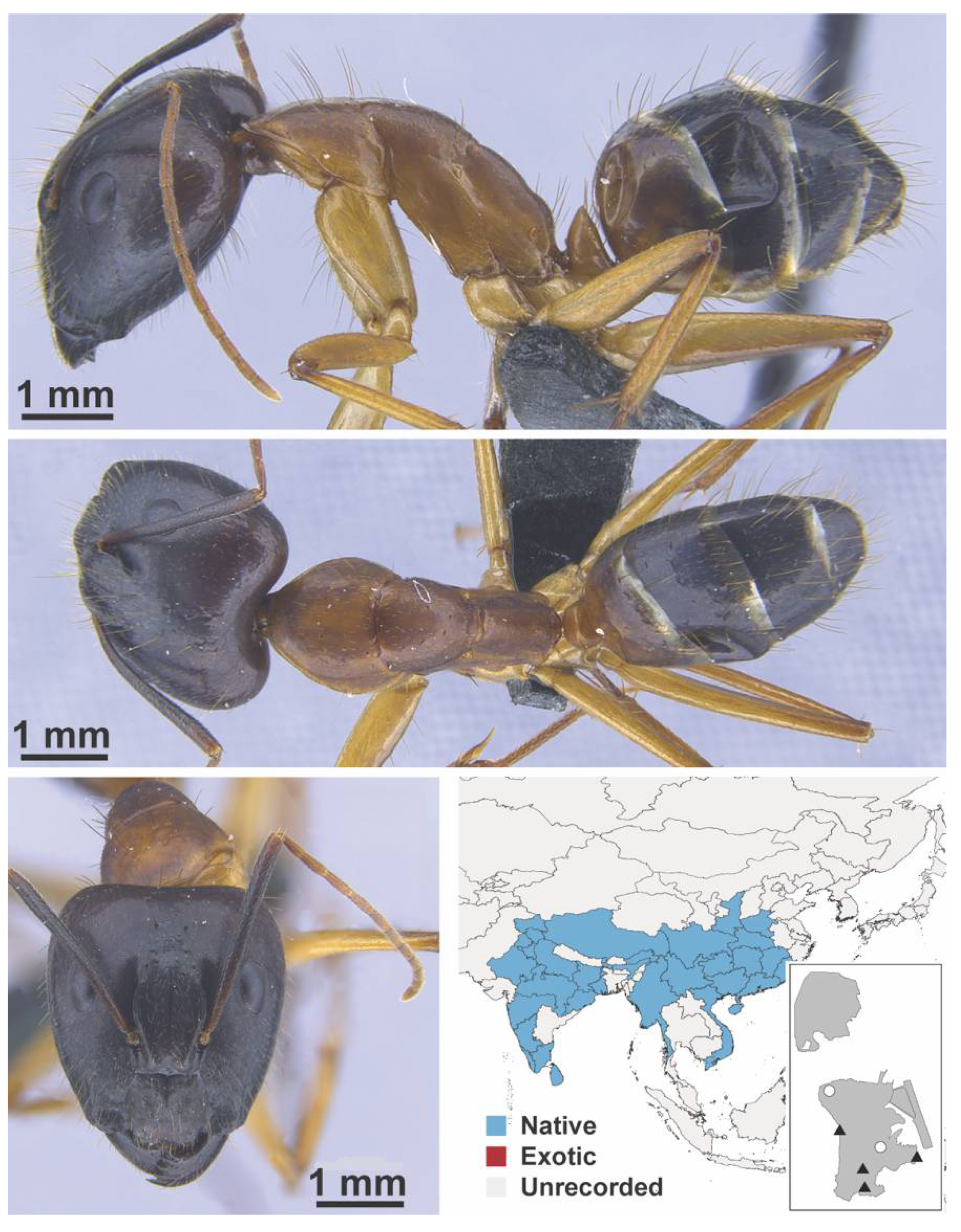 Diversity 13 00358 g0a23