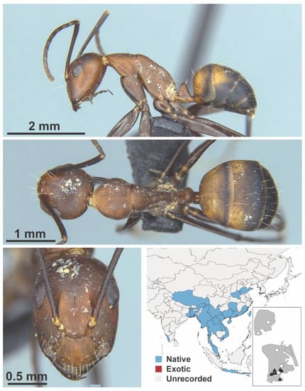 Diversity 13 00358 g0a24