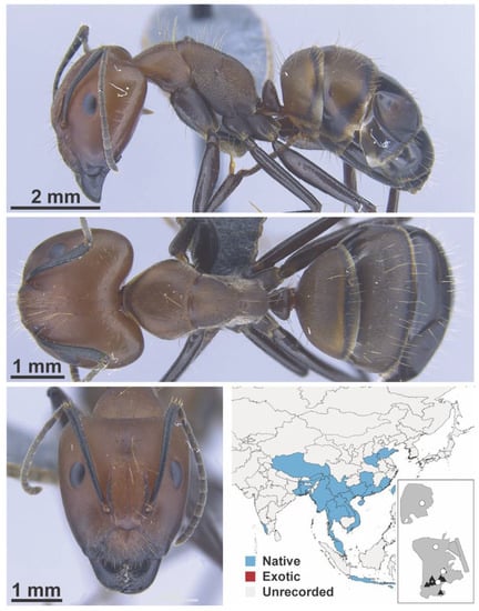 Diversity 13 00358 g0a25
