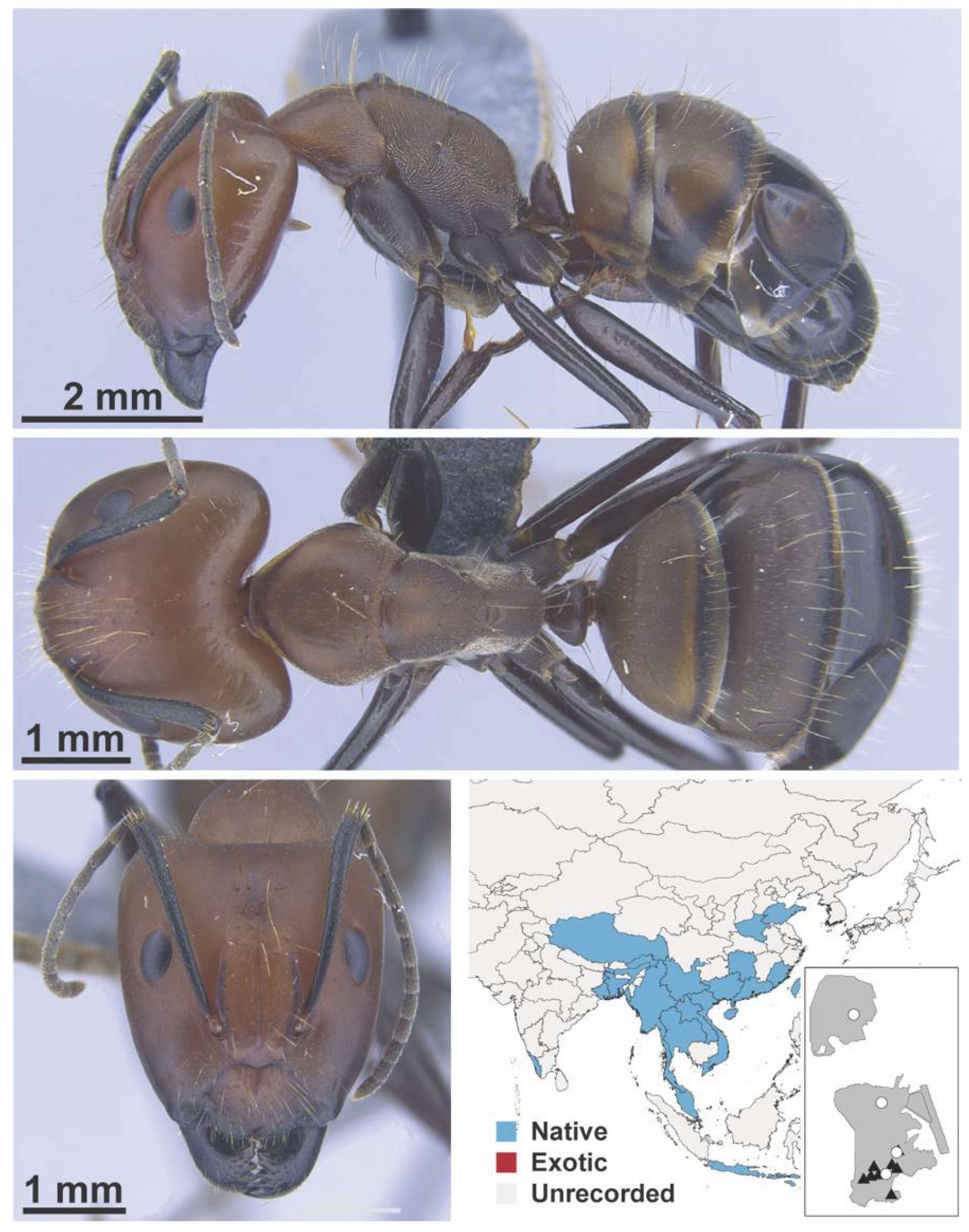 Diversity 13 00358 g0a25