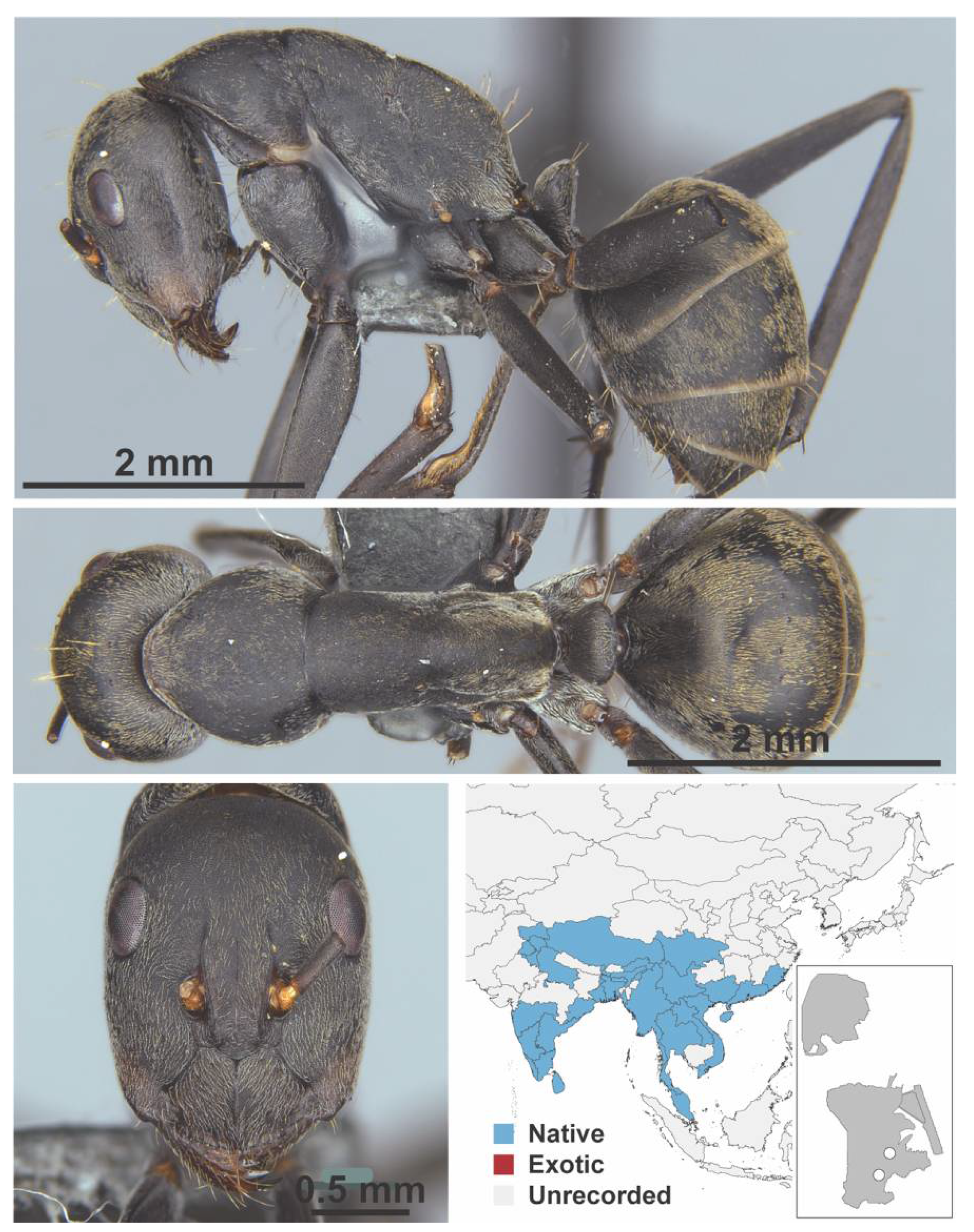 Diversity 13 00358 g0a26