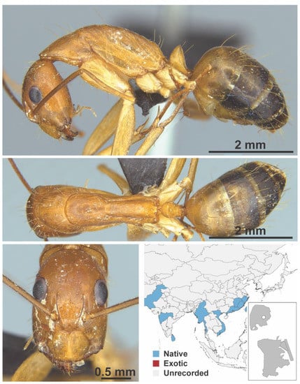 Diversity 13 00358 g0a27