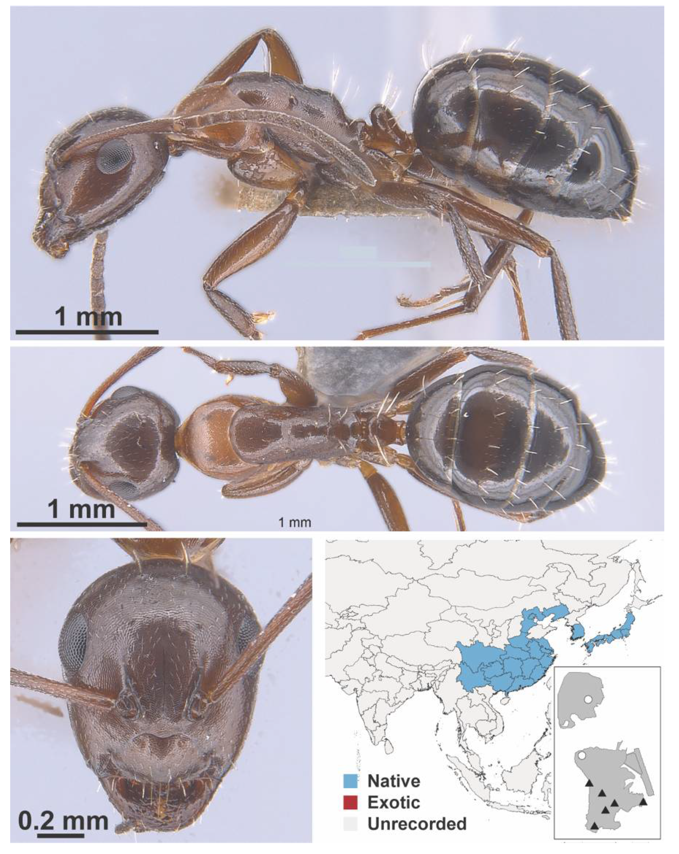 Diversity 13 00358 g0a28