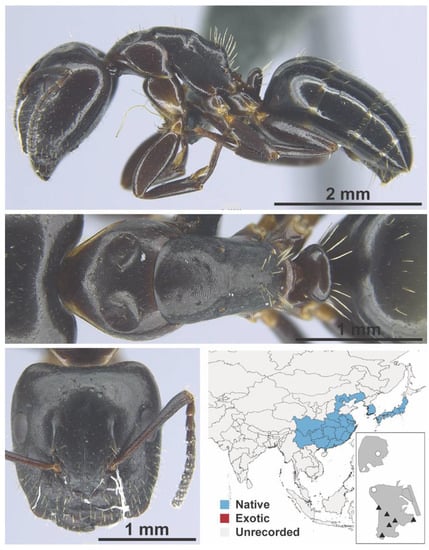 Diversity 13 00358 g0a29