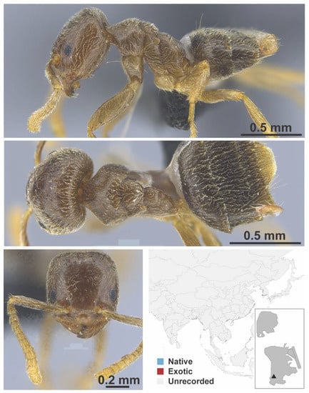 Diversity 13 00358 g0a3